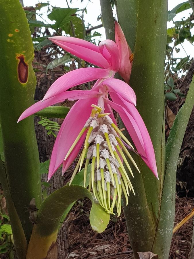 Pousada Recanto Dos Beija Flores Monte Alegre do Sul Zewnętrze zdjęcie